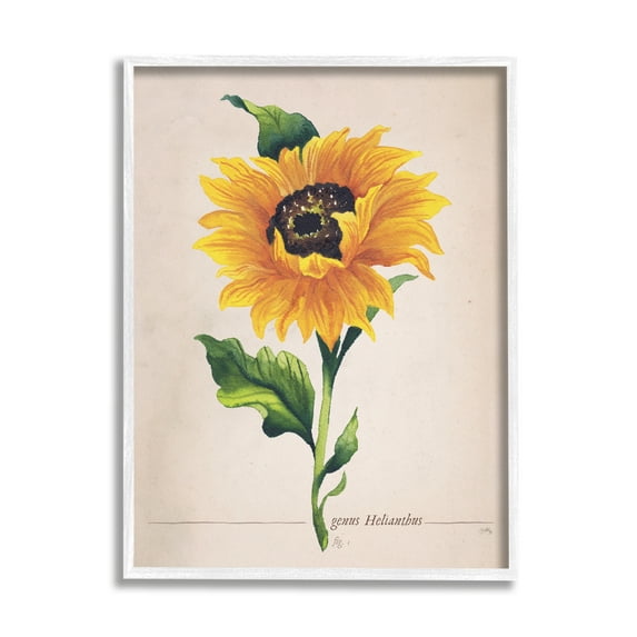 Stupell Industries Single Sunflower Blossom Genus Name Study Page Graphic Art White Framed Art Print Wall Art, Design by Elizabeth Medley
