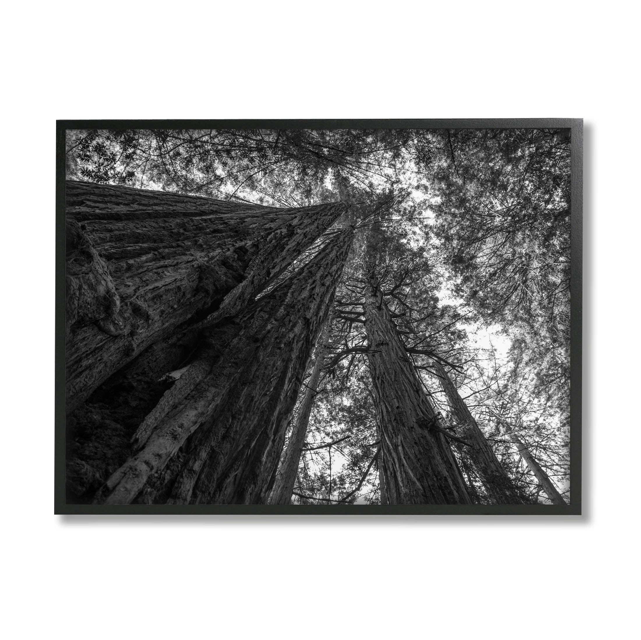 Stupell Industries Sky High Tree Looming Photograph Black Framed Art Print Wall Art, Design by Aaron Matheson