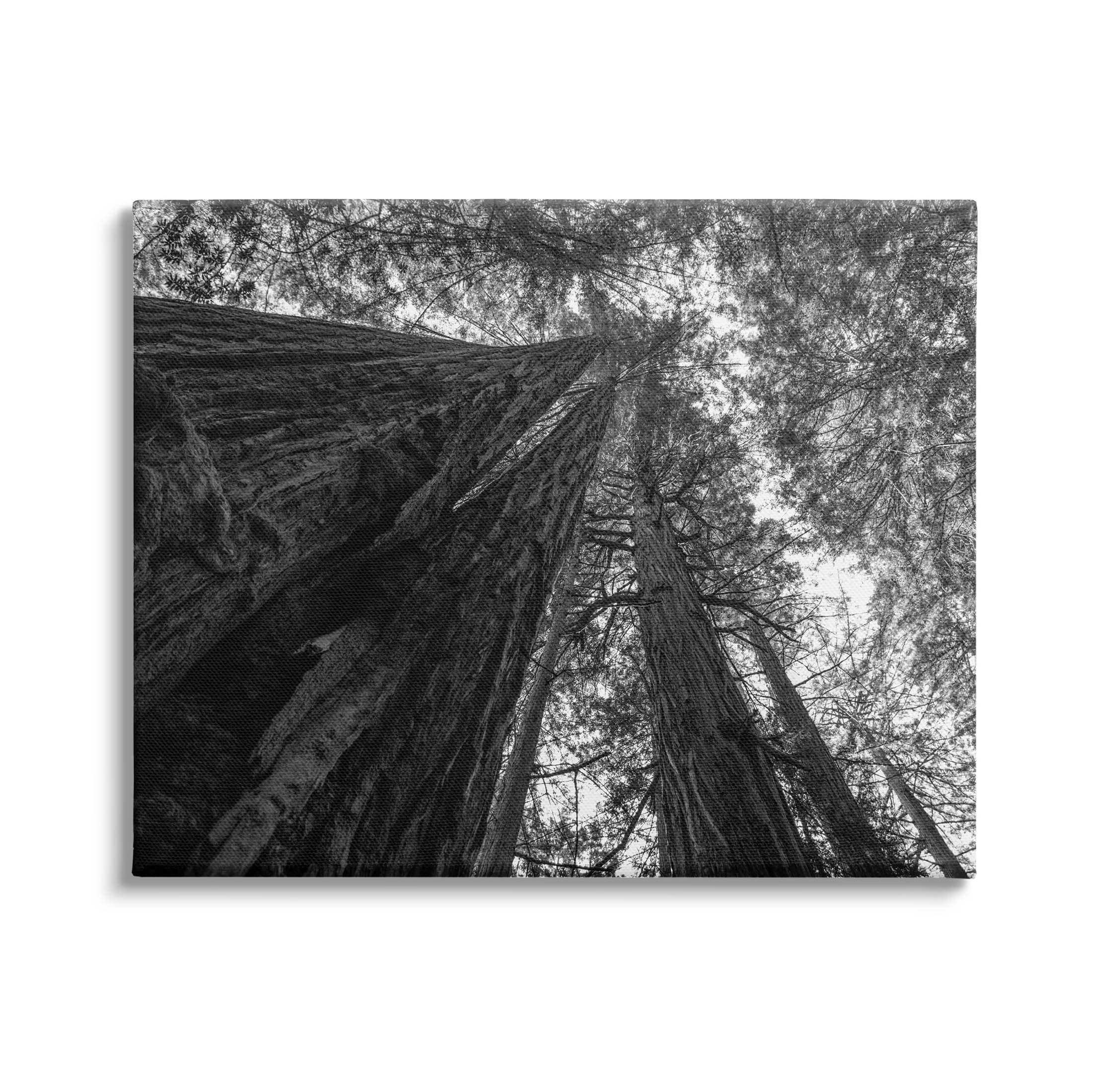 Stupell Industries Sky High Tree Looming Photograph Gallery Wrapped Canvas Print Wall Art, Design by Aaron Matheson