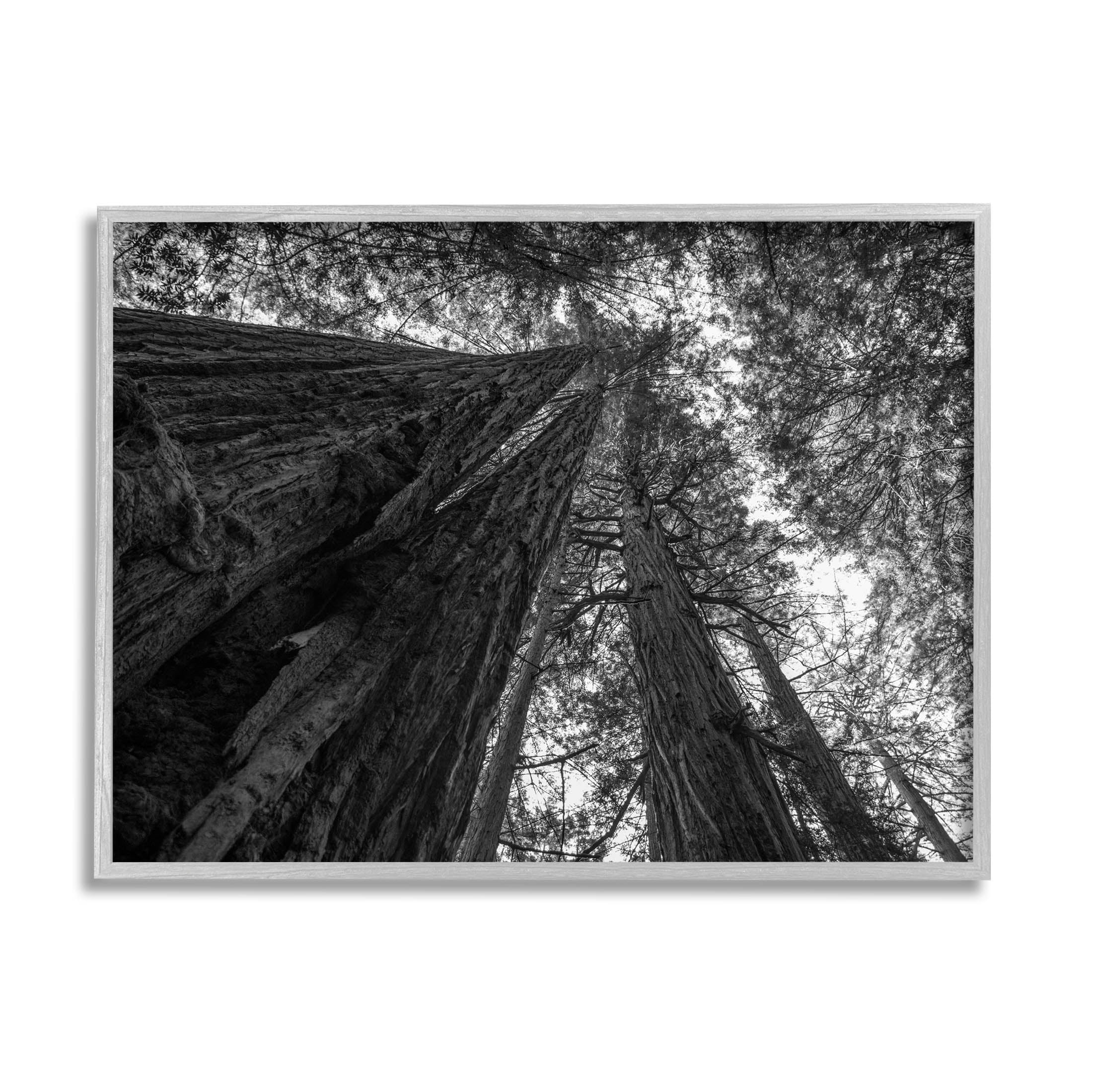 Stupell Industries Sky High Tree Looming Photograph Gray Framed Art Print Wall Art, Design by Aaron Matheson