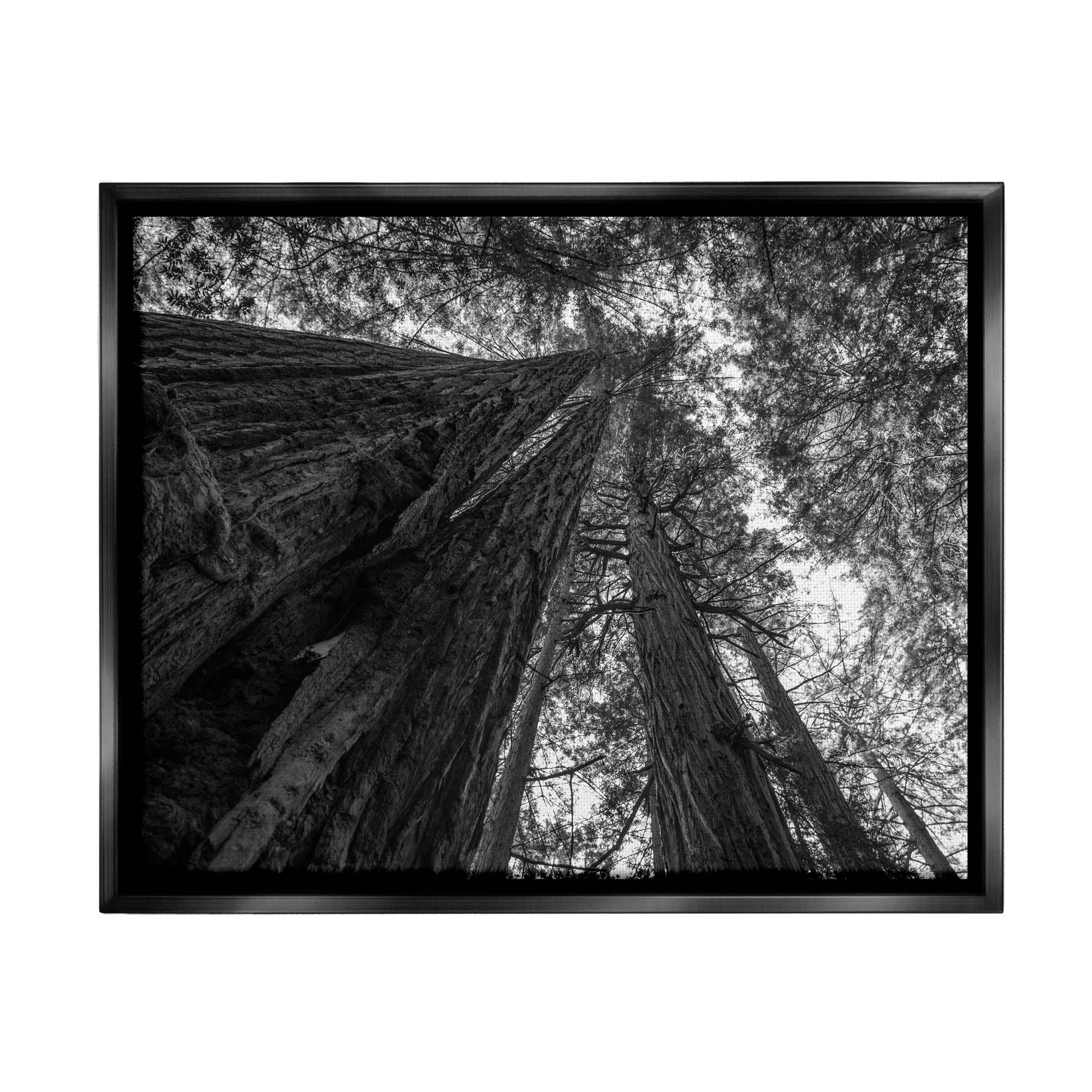 Stupell Industries Sky High Tree Looming Photograph Jet Black Floating Framed Canvas Print Wall Art, Design by Aaron Matheson