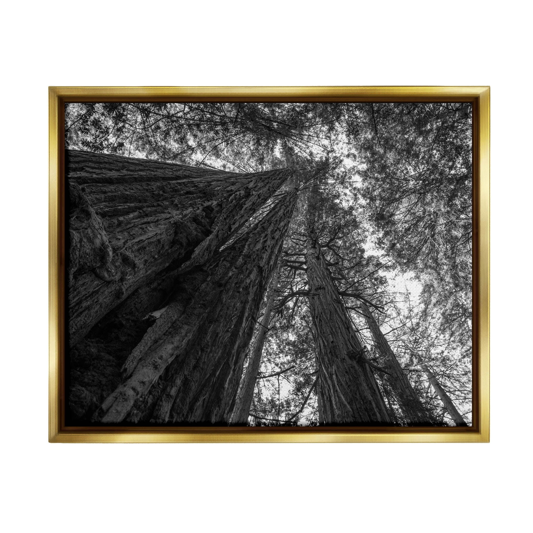Stupell Industries Sky High Tree Looming Photograph Metallic Gold Floating Framed Canvas Print Wall Art, Design by Aaron Matheson