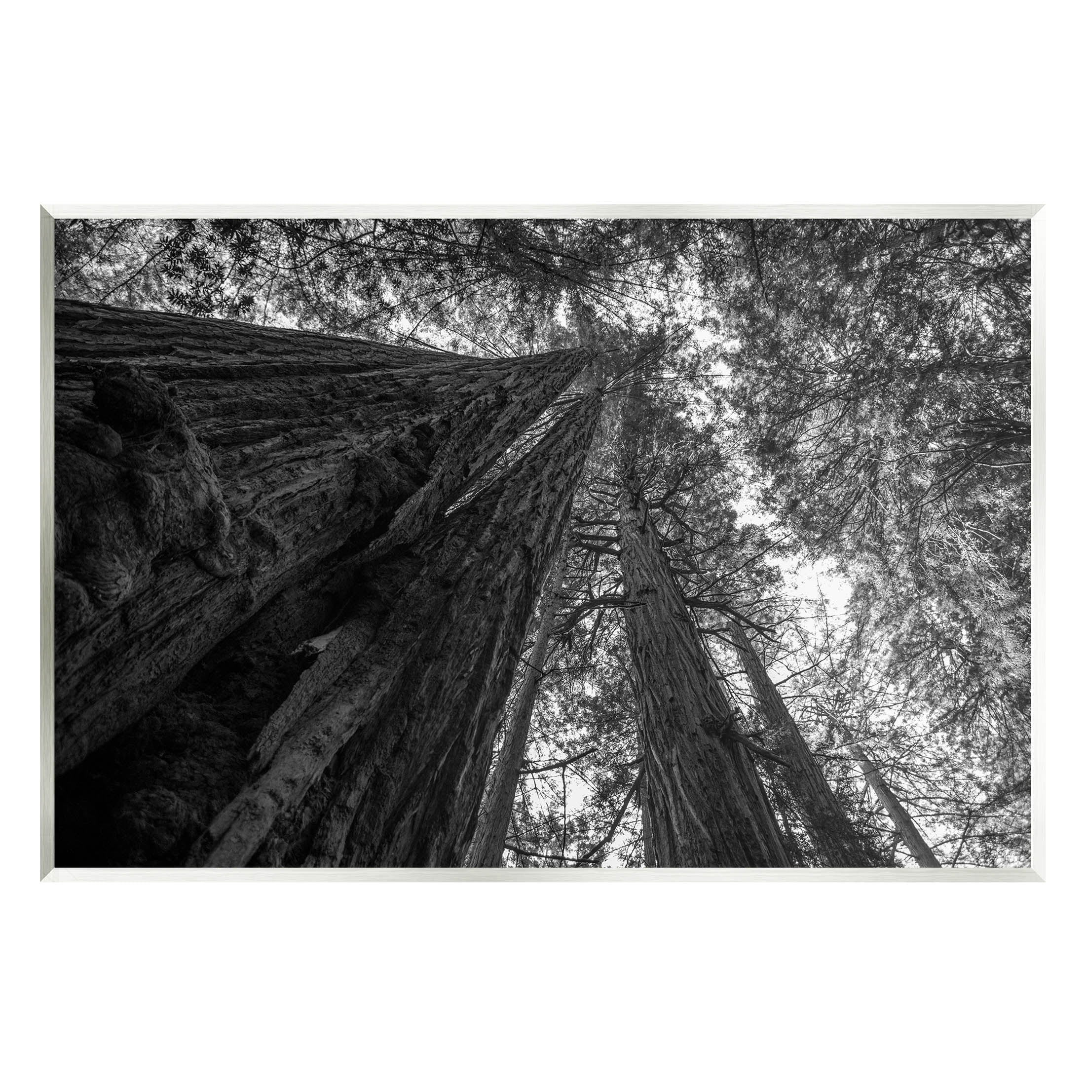 Stupell Industries Sky High Tree Looming Photograph Unframed Art Print Wall Art, Design by Aaron Matheson