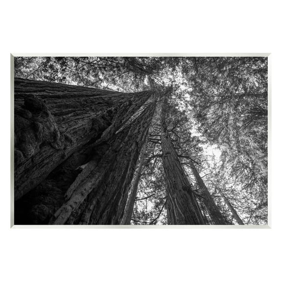 Stupell Industries Sky High Tree Looming Photograph Unframed Art Print Wall Art, Design by Aaron Matheson
