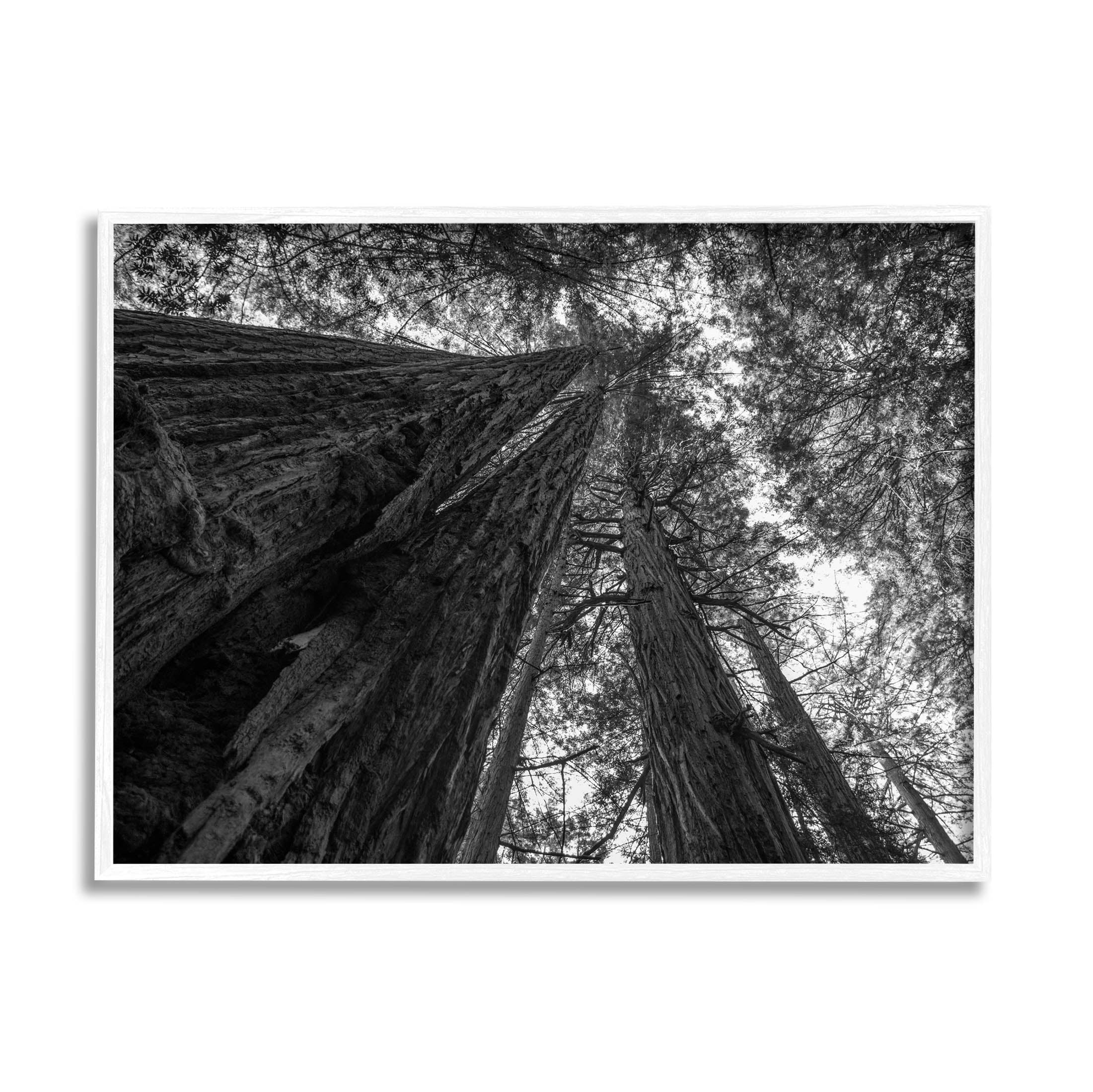 Stupell Industries Sky High Tree Looming Photograph White Framed Art Print Wall Art, Design by Aaron Matheson