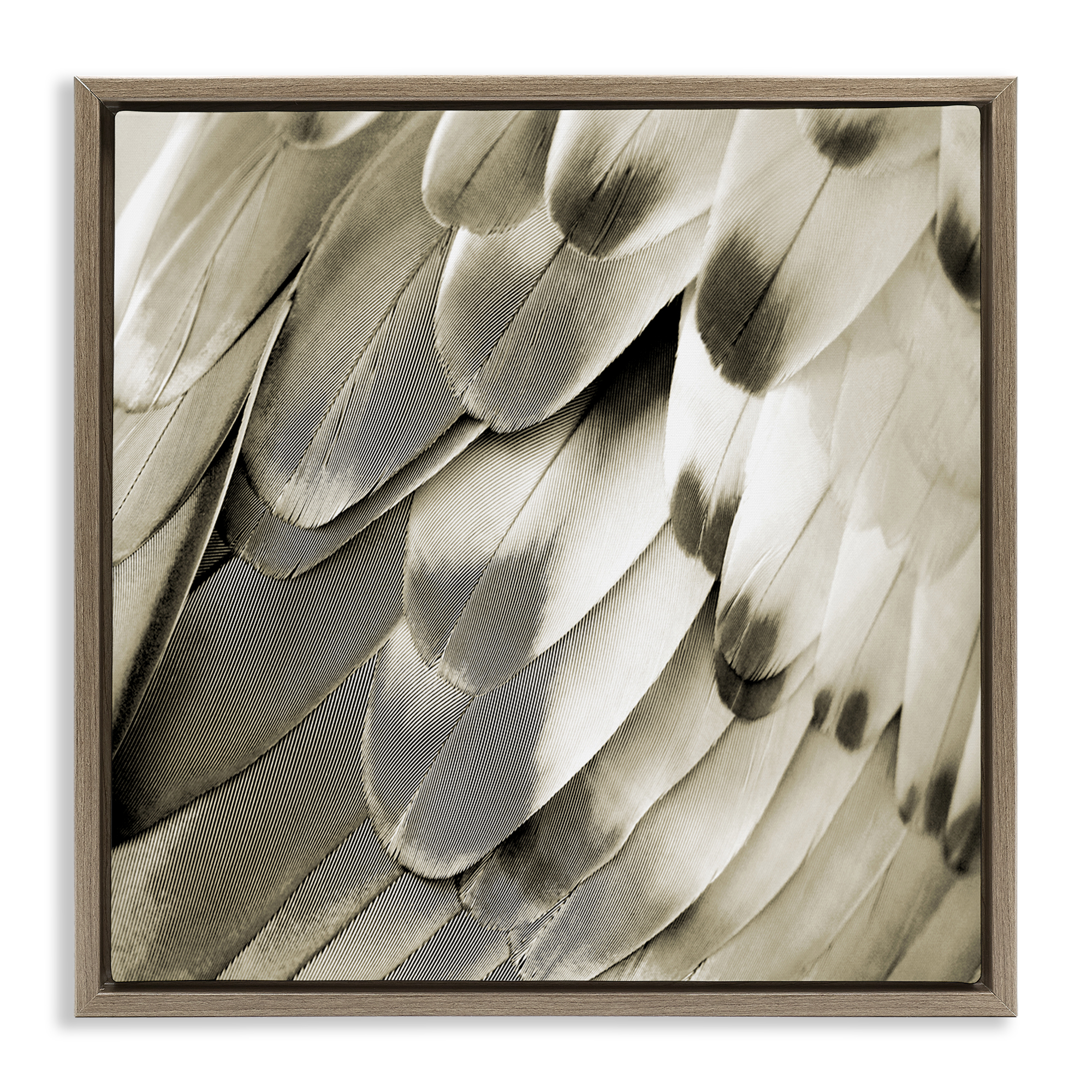 Stupell Industries Sleek Feathers Close Up Animals Painting Brown Floater Framed Canvas Art Print Wall Art, 18 x 18