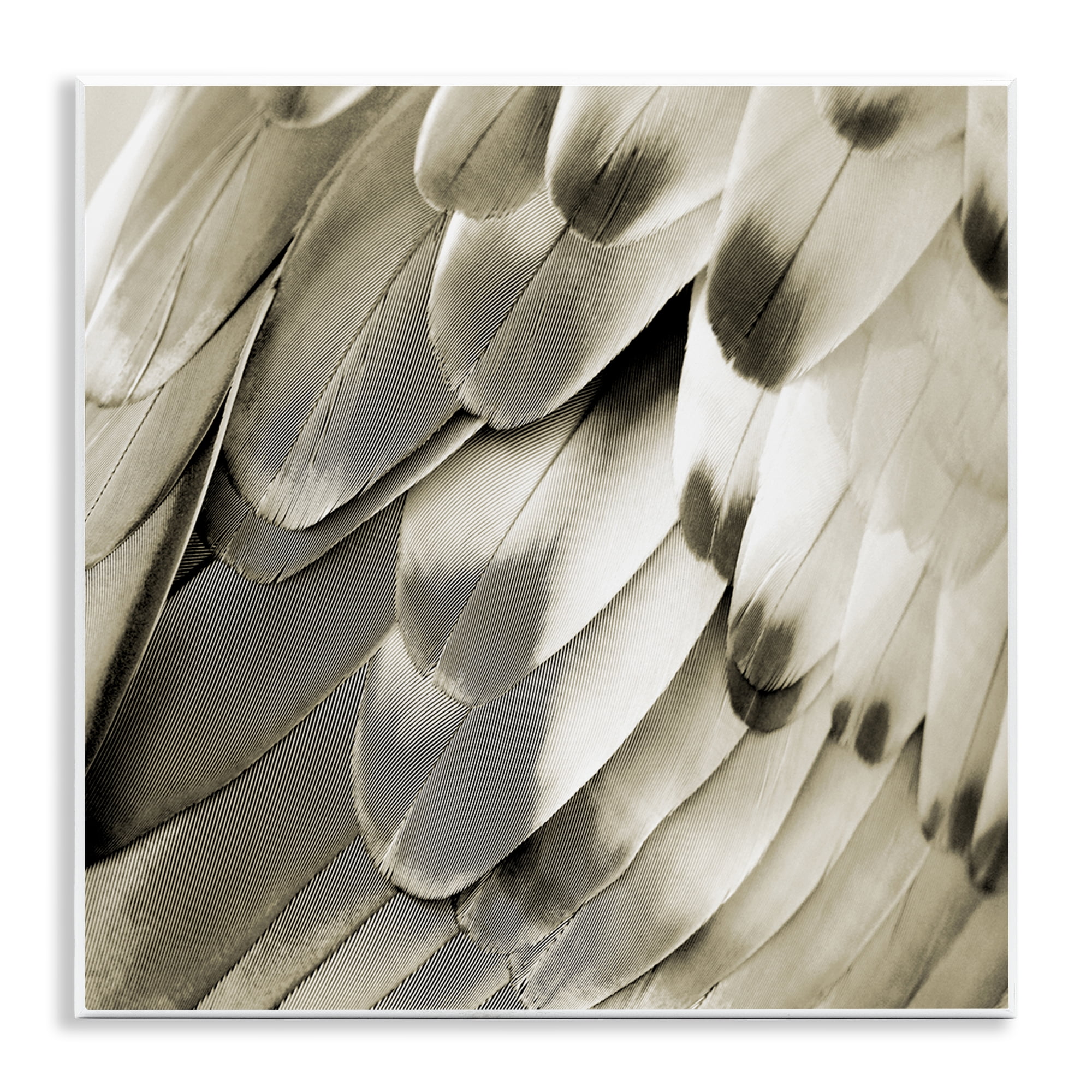 Stupell Industries Sleek Feathers Close Up Animals Painting Unframed Art Print Wall Art, 12 x 12