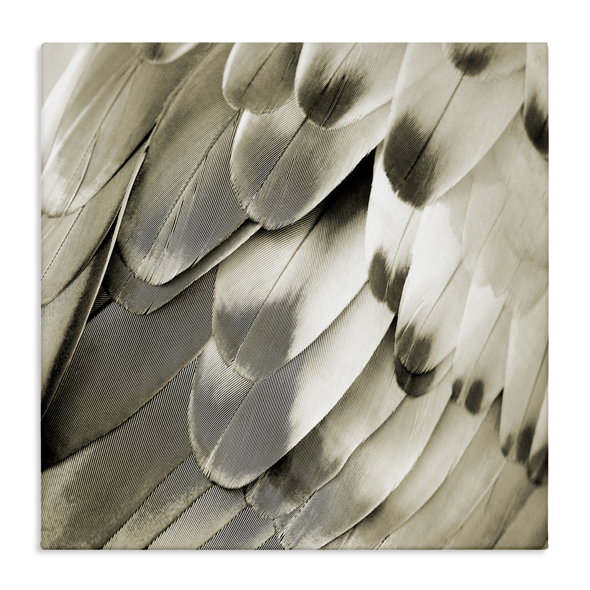 Stupell Industries Sleek Feathers Close Up Animals Painting Wrapped Canvas Art Print Wall Art, 36 x 36