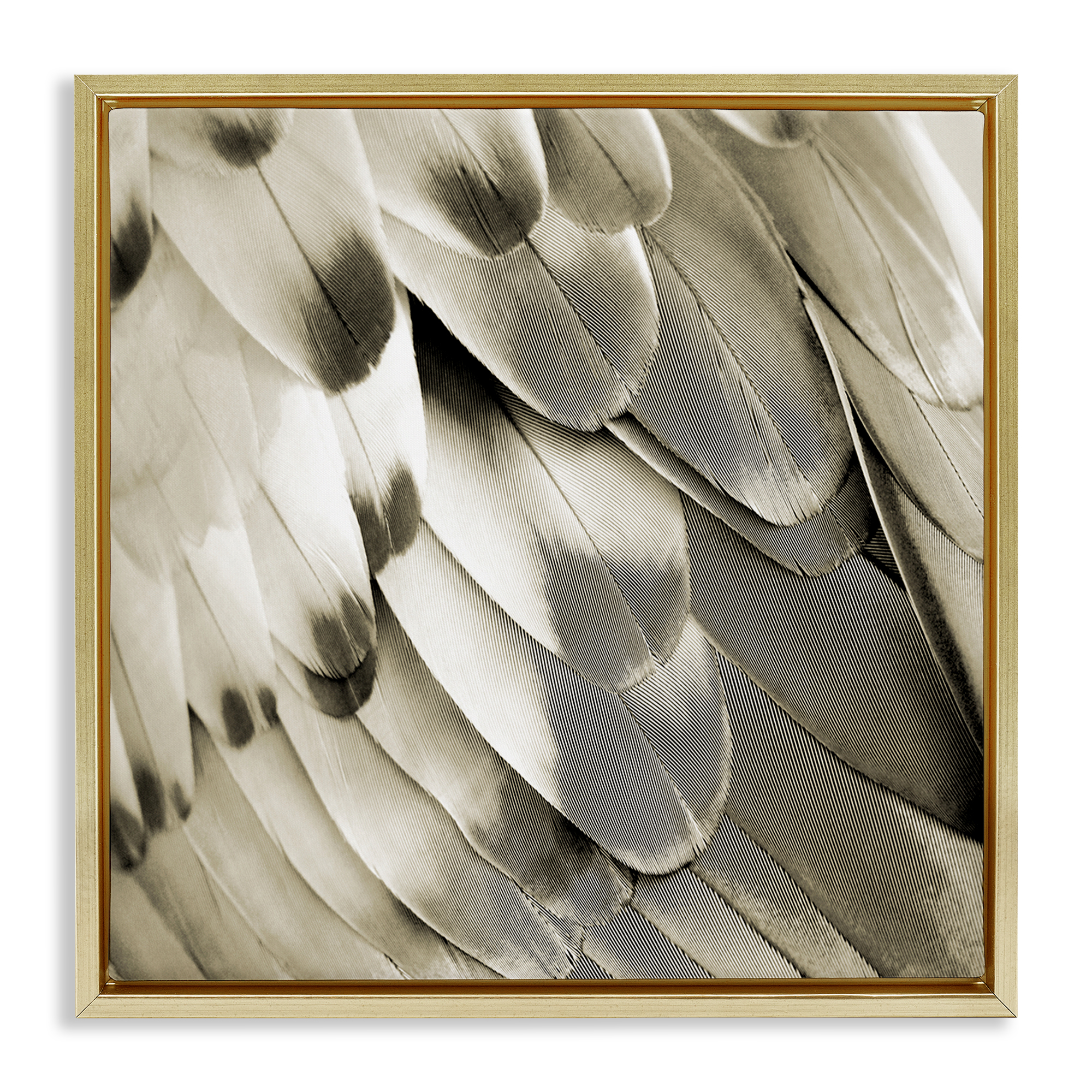 Stupell Industries Sleek Wing Feathers Animals Painting Gold Floater Framed Canvas Art Print Wall Art, 25 x 25