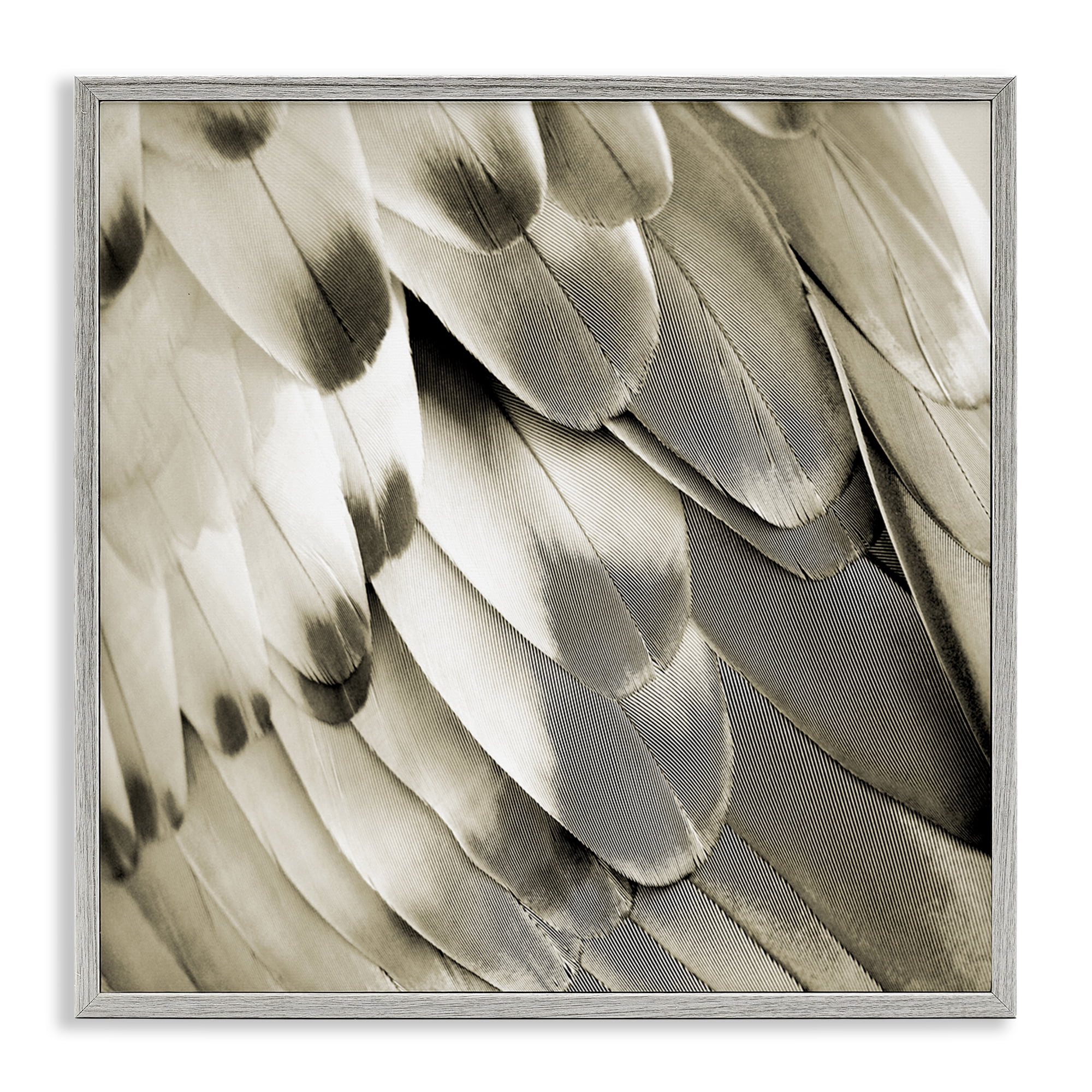 Stupell Industries Sleek Wing Feathers Animals Painting Gray Framed Art Print Wall Art, 12 x 12