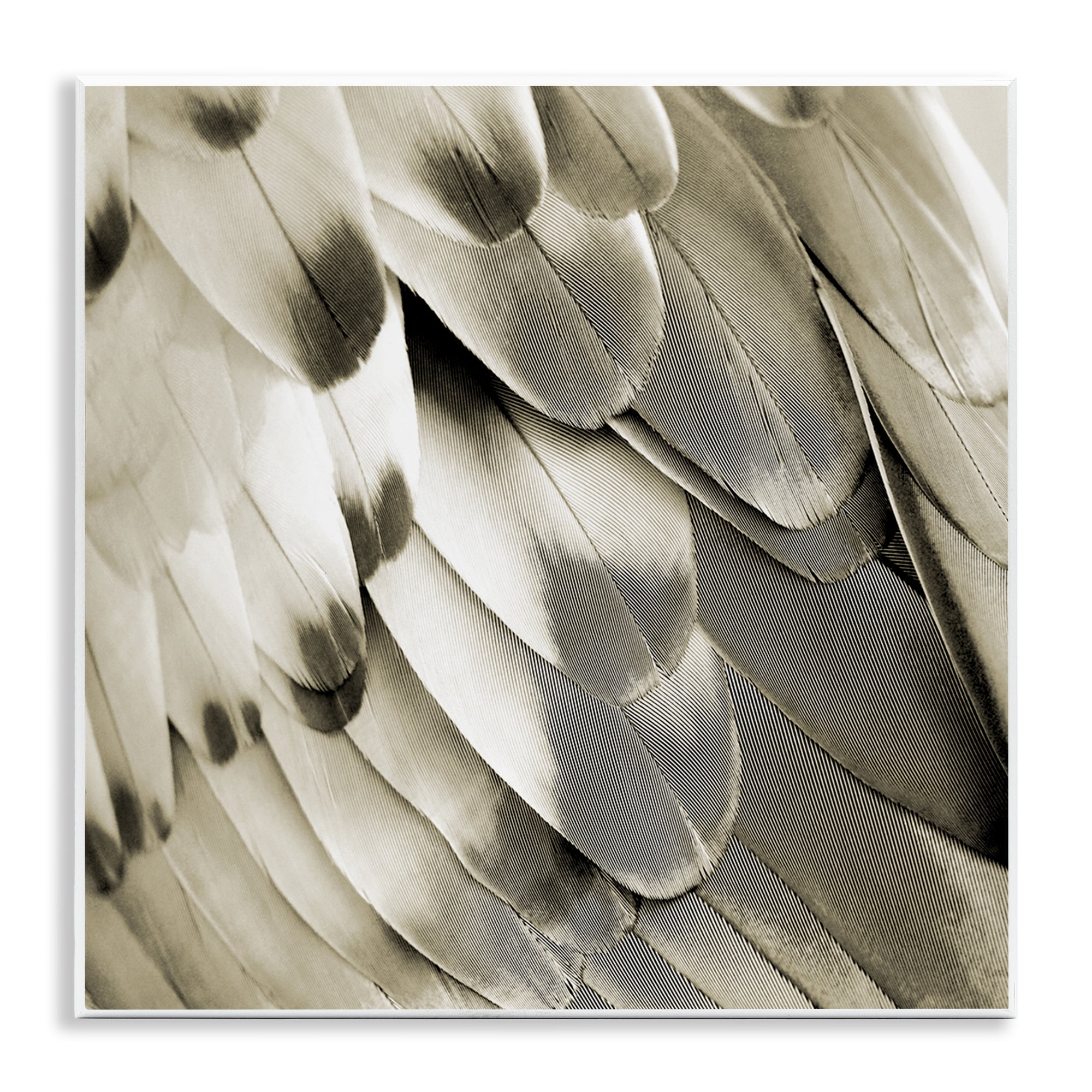 Stupell Industries Sleek Wing Feathers Animals Painting Unframed Art Print Wall Art, 12 x 12