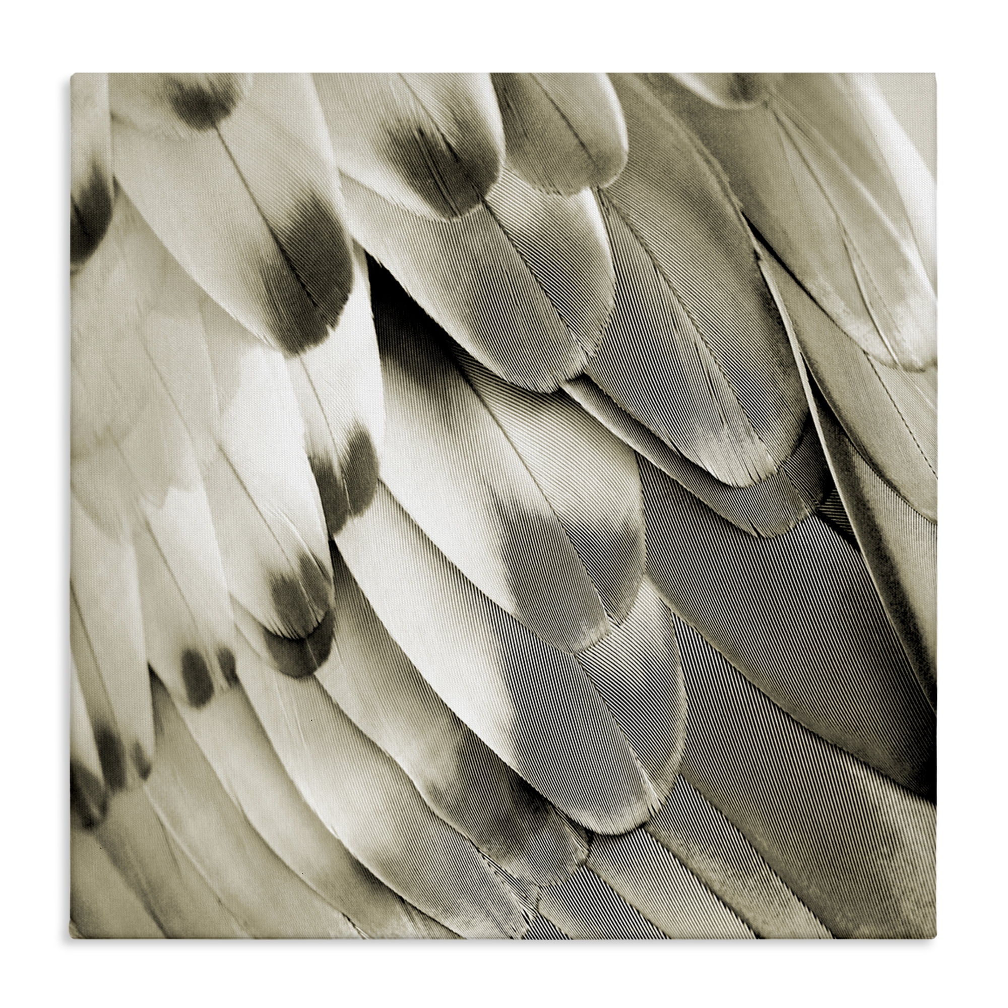Stupell Industries Sleek Wing Feathers Animals Painting Wrapped Canvas Art Print Wall Art, 24 x 24