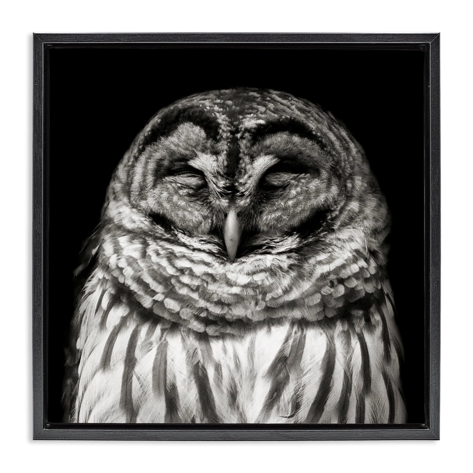 Stupell Industries Sleeping Owl Portrait Animals & Insects Photography Black Floater Framed Canvas Art Print Wall Art, 25 x 25
