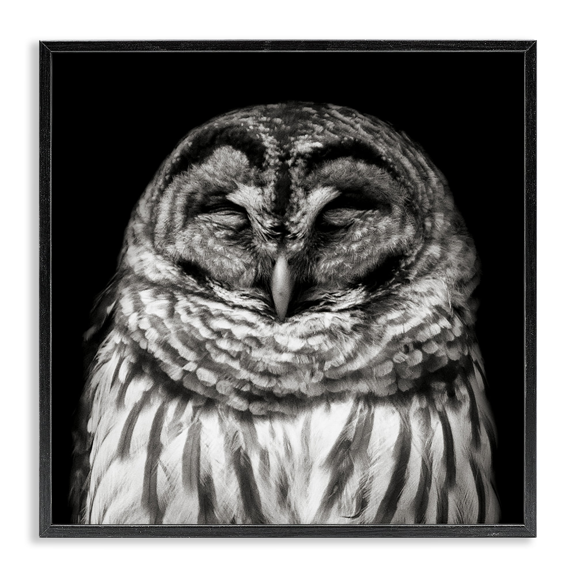 Stupell Industries Sleeping Owl Portrait Animals & Insects Photography Black Framed Art Print Wall Art, 17 x 17