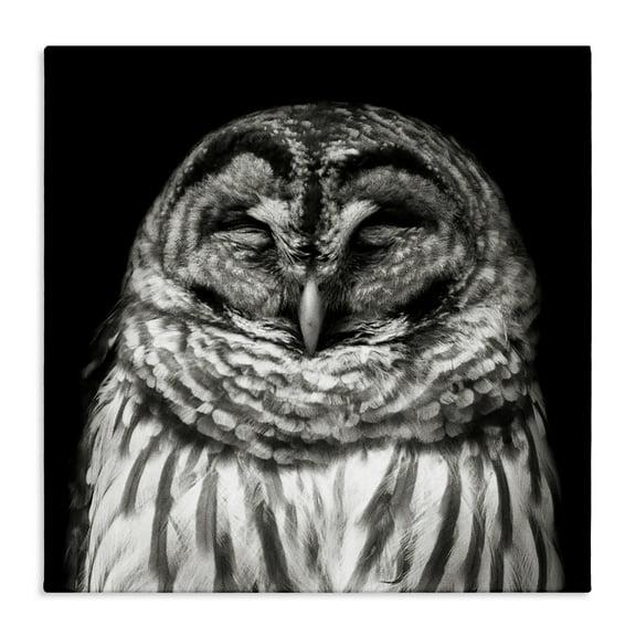 Stupell Industries Sleeping Owl Portrait Animals & Insects Photography Gallery Wrapped Canvas Art Print Wall Art, 17 x 17