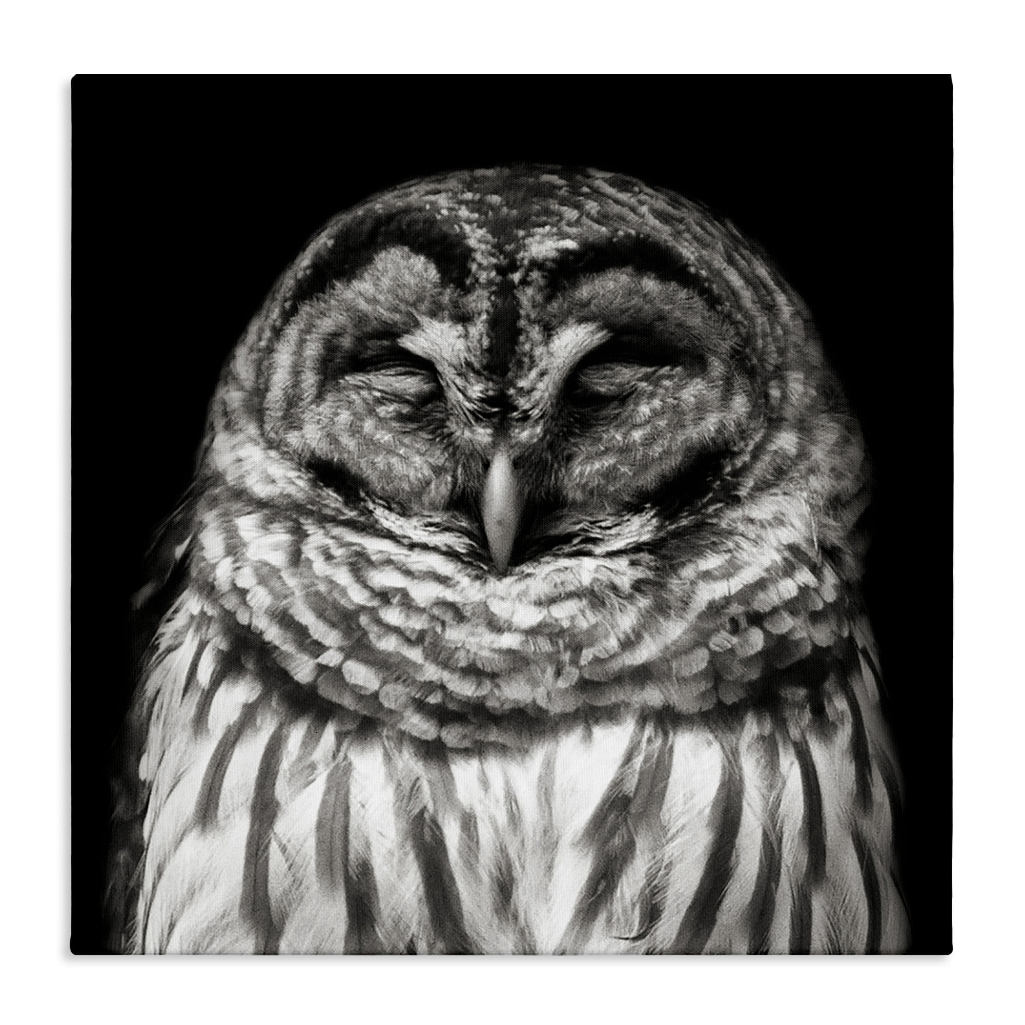 Stupell Industries Sleeping Owl Portrait Animals & Insects Photography Gallery Wrapped Canvas Art Print Wall Art, 24 x 24