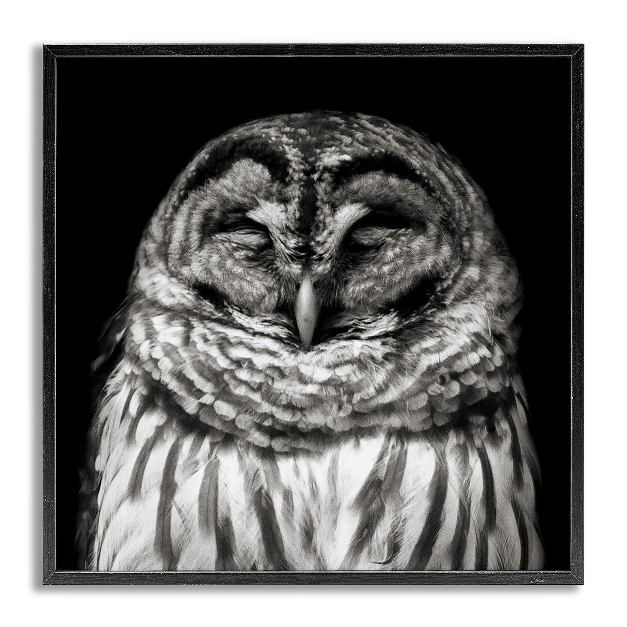 Stupell Industries Sleeping Owl Portrait Animals & Insects Photography Gray Framed Art Print Wall Art, 24 x 24