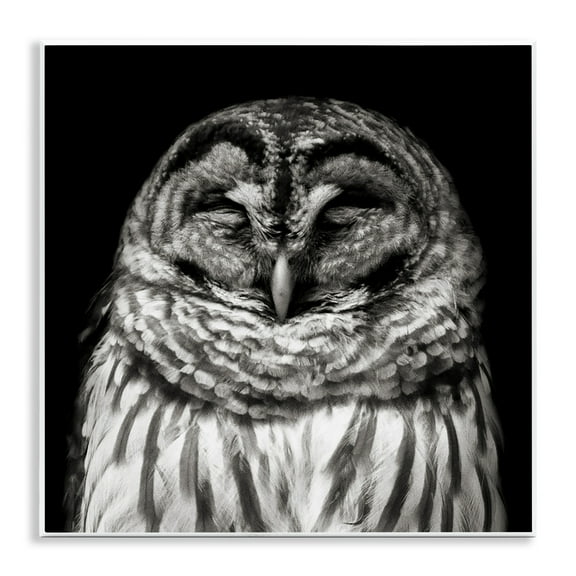 Stupell Industries Sleeping Owl Portrait Animals & Insects Photography Unframed Art Print Wall Art, 12 x 12