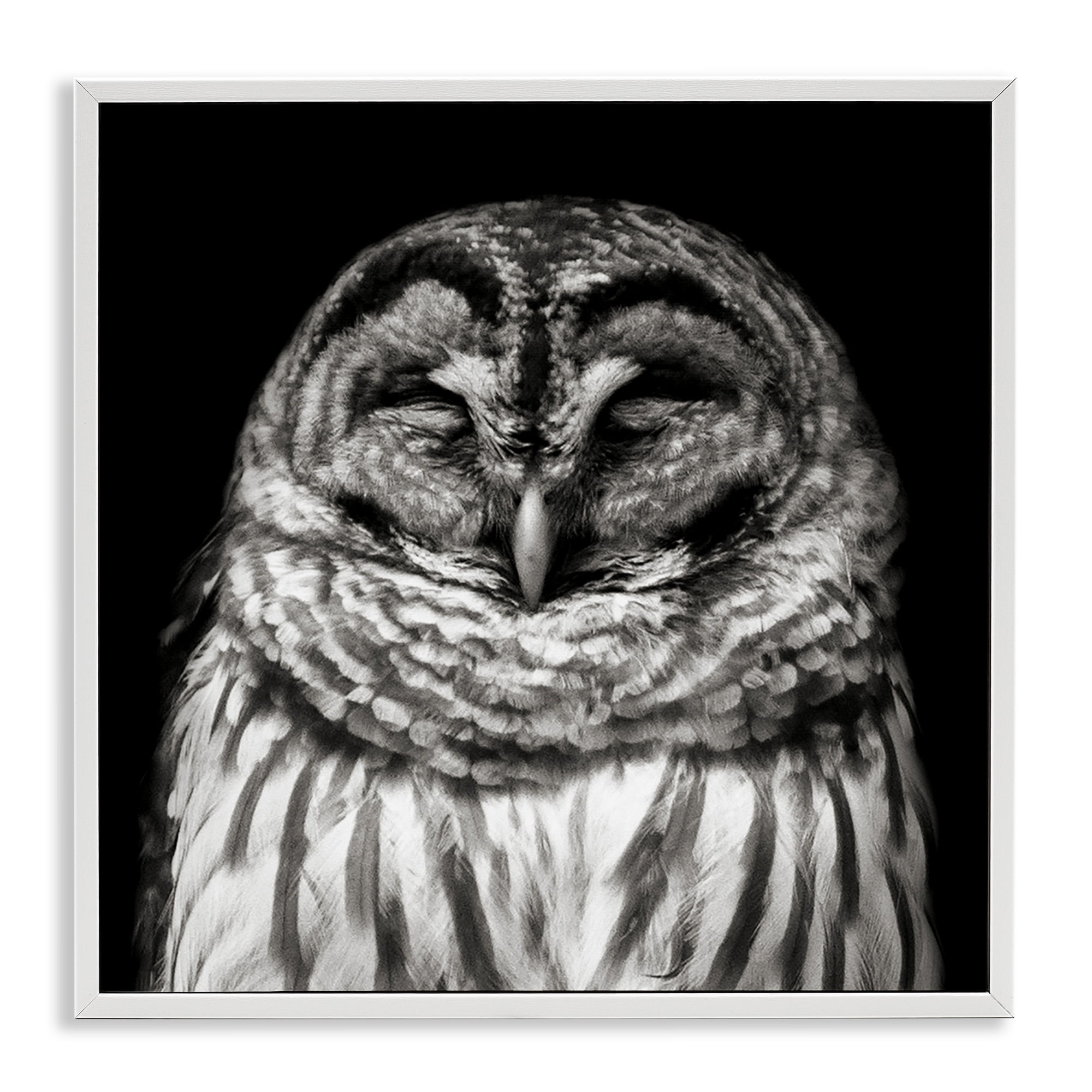 Stupell Industries Sleeping Owl Portrait Animals & Insects Photography White Framed Art Print Wall Art, 12 x 12