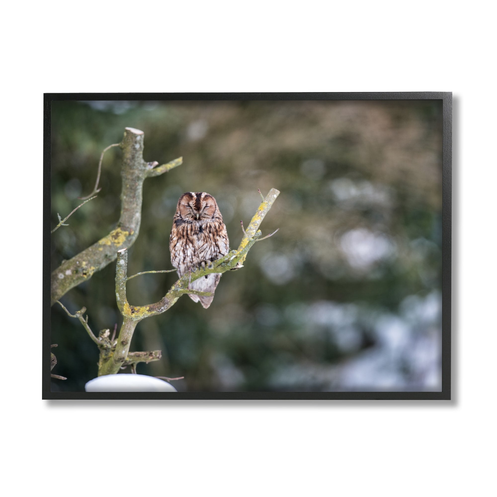 Stupell Industries Sleepy Owl Perched Snow Covered Nature Landscape Photograph Black Framed Art Print Wall Art, Design by James Dobson