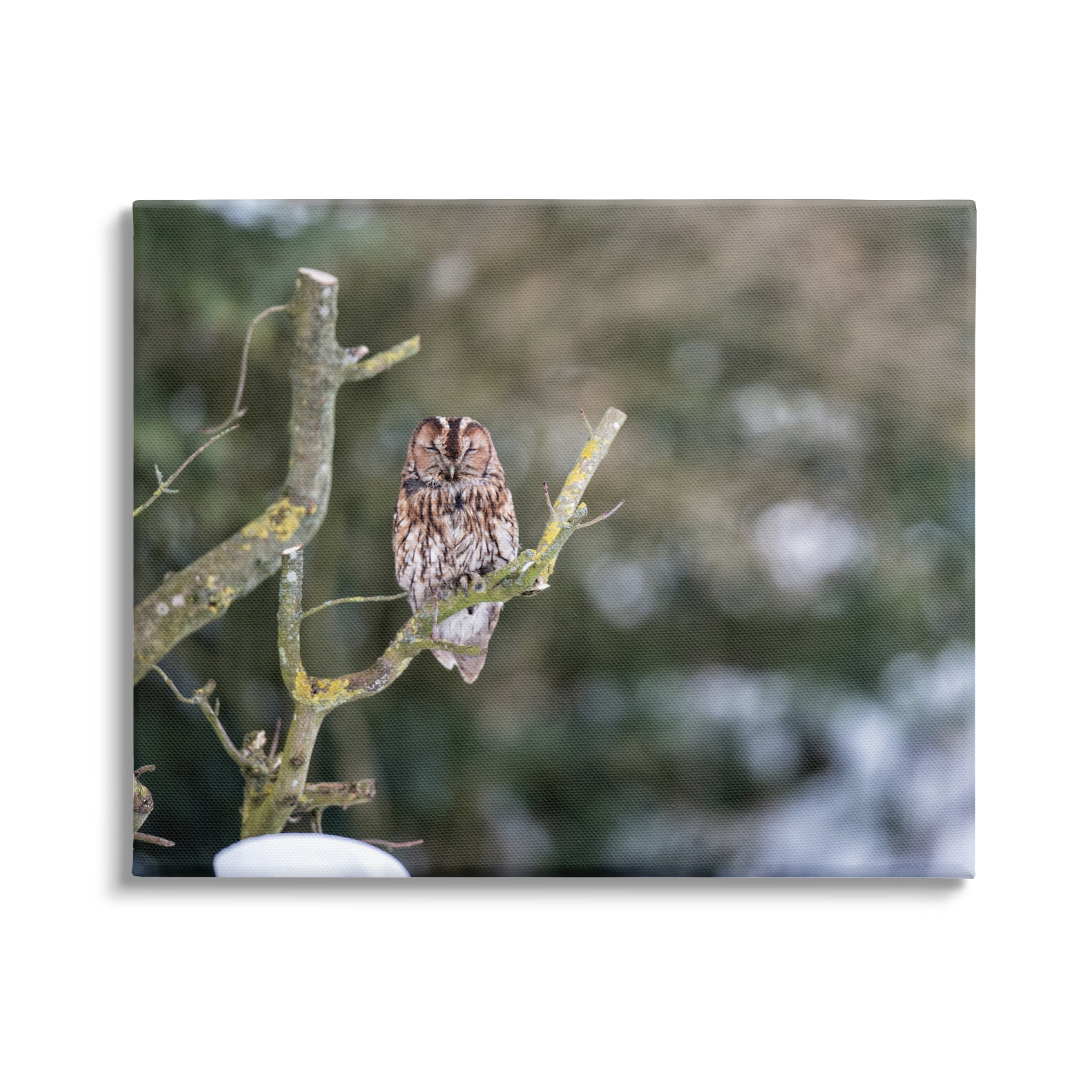 Stupell Industries Sleepy Owl Perched Snow Covered Nature Landscape Photograph Gallery Wrapped Canvas Print Wall Art, Design by James Dobson
