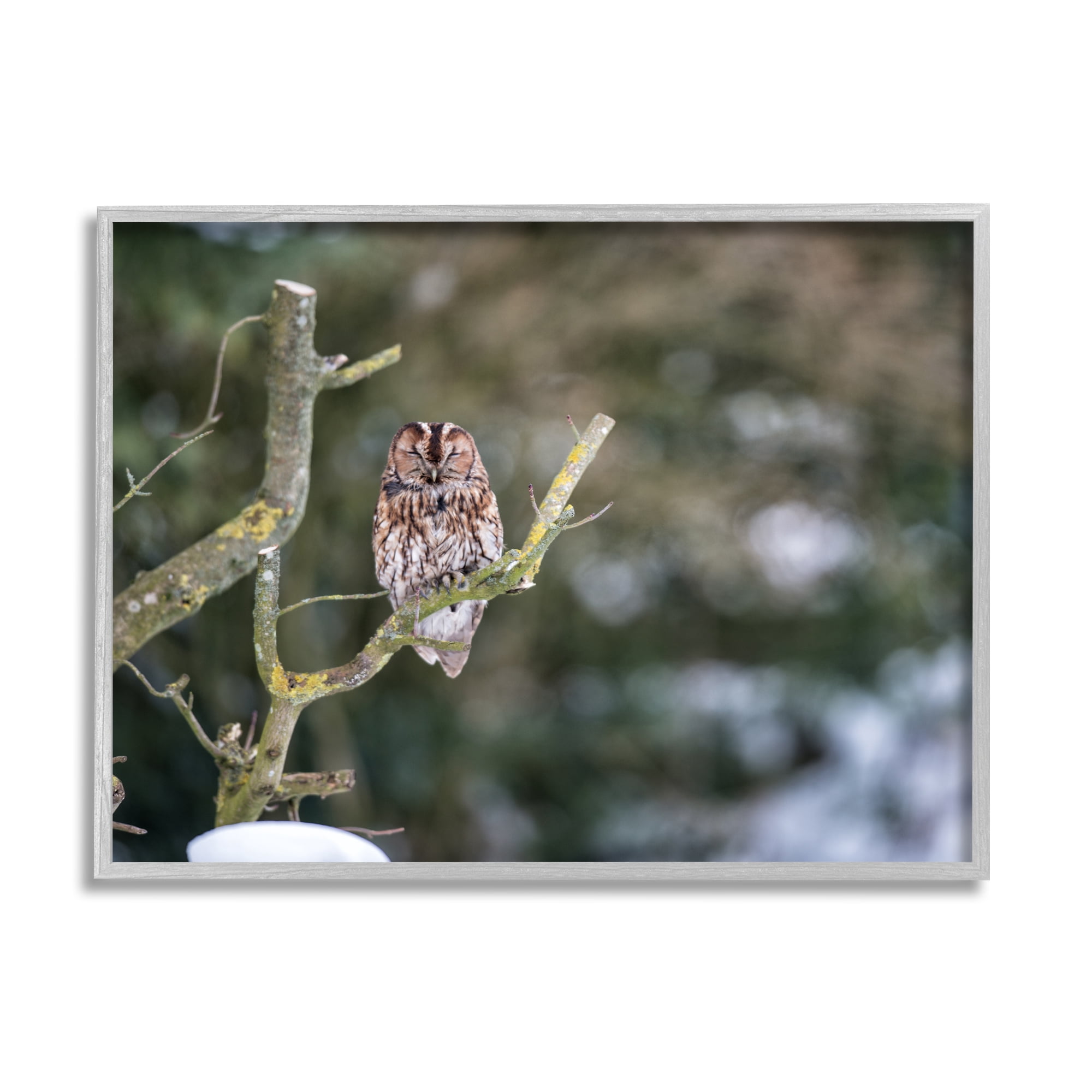 Stupell Industries Sleepy Owl Perched Snow Covered Nature Landscape Photograph Gray Framed Art Print Wall Art, Design by James Dobson