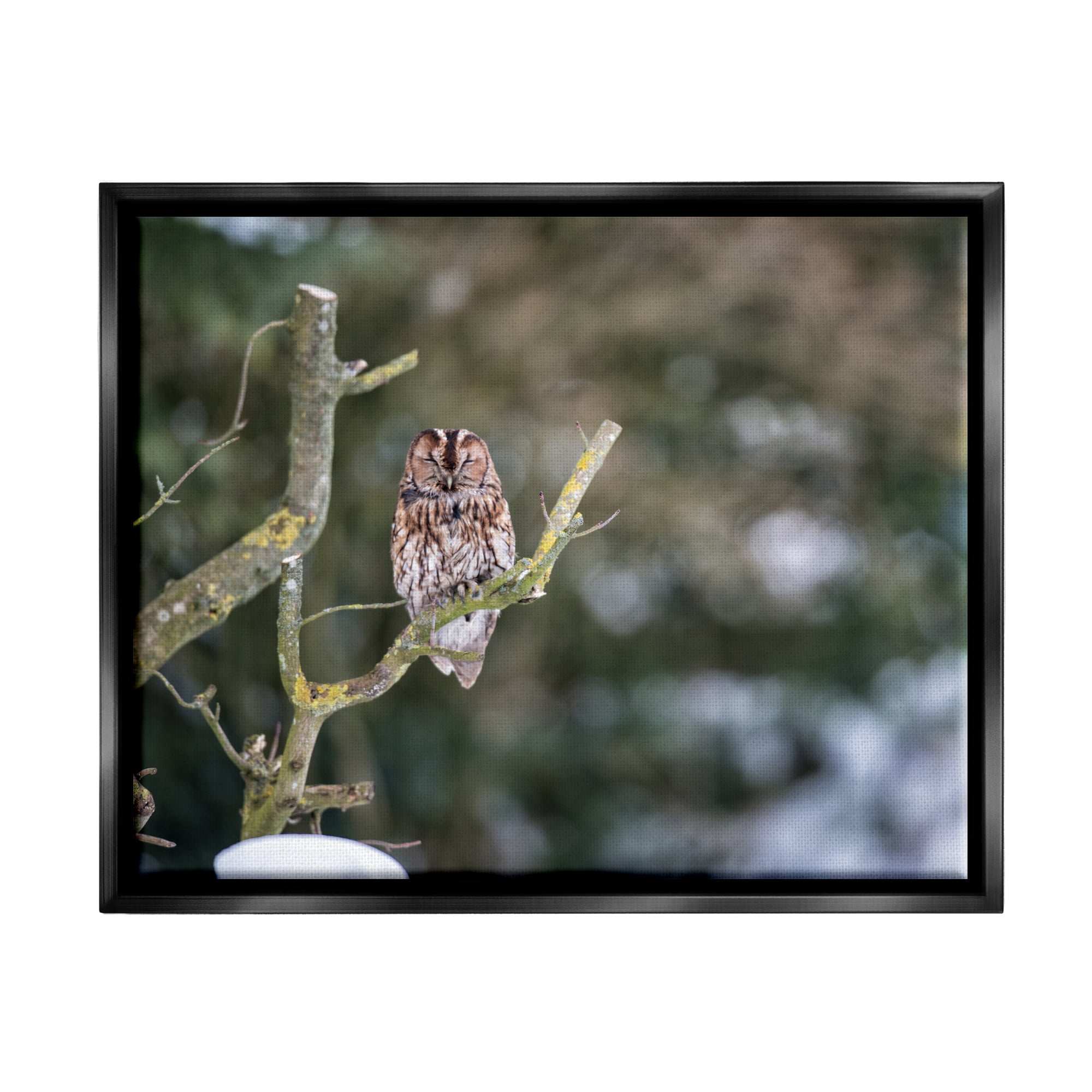 Stupell Industries Sleepy Owl Perched Snow Covered Nature Landscape Photograph Jet Black Floating Framed Canvas Print Wall Art, Design by James Dobson
