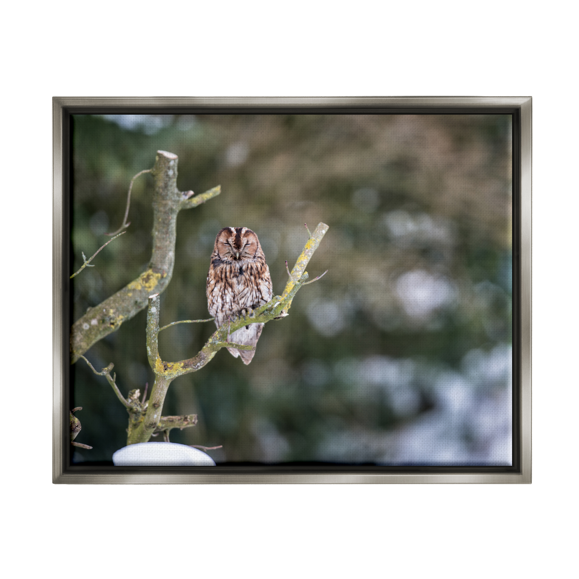 Stupell Industries Sleepy Owl Perched Snow Covered Nature Landscape Photograph Luster Gray Floating Framed Canvas Print Wall Art, Design by James Dobson