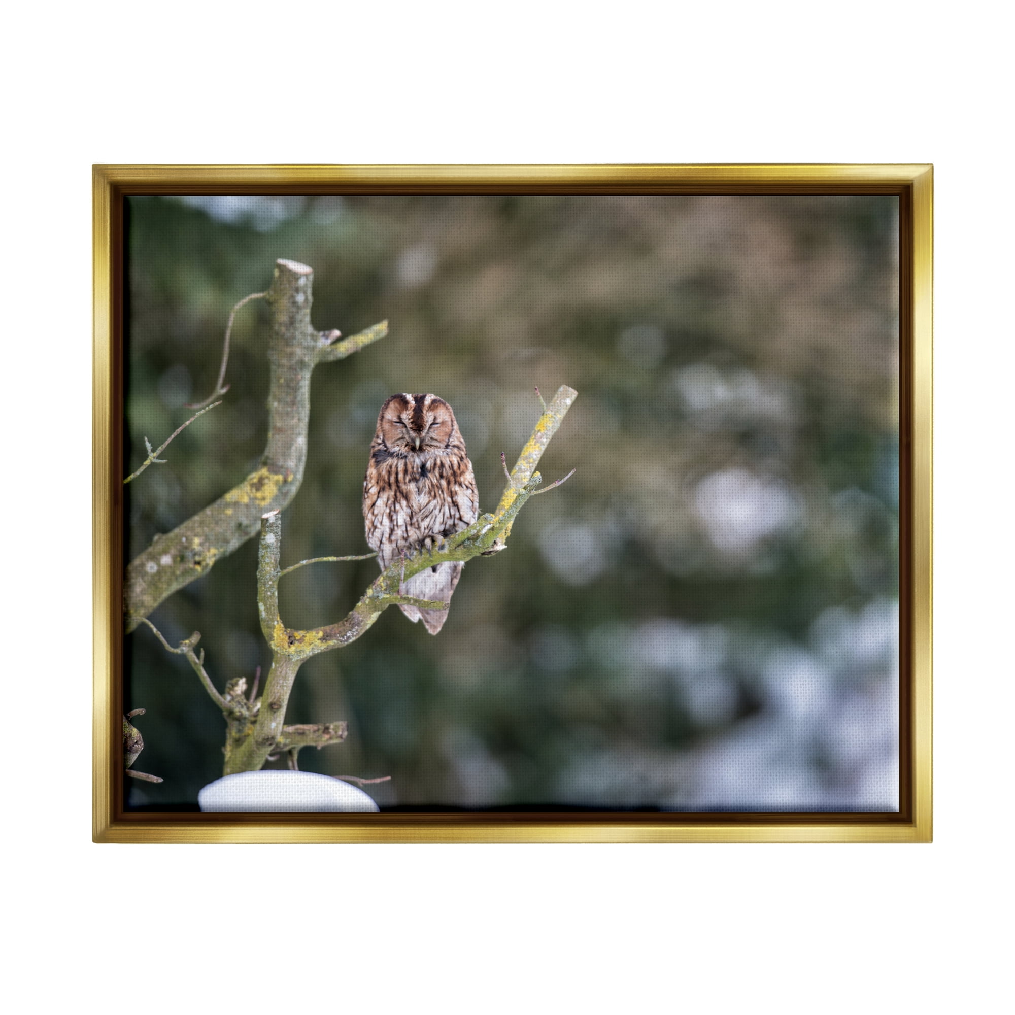 Stupell Industries Sleepy Owl Perched Snow Covered Nature Landscape Photograph Metallic Gold Floating Framed Canvas Print Wall Art, Design by James Dobson
