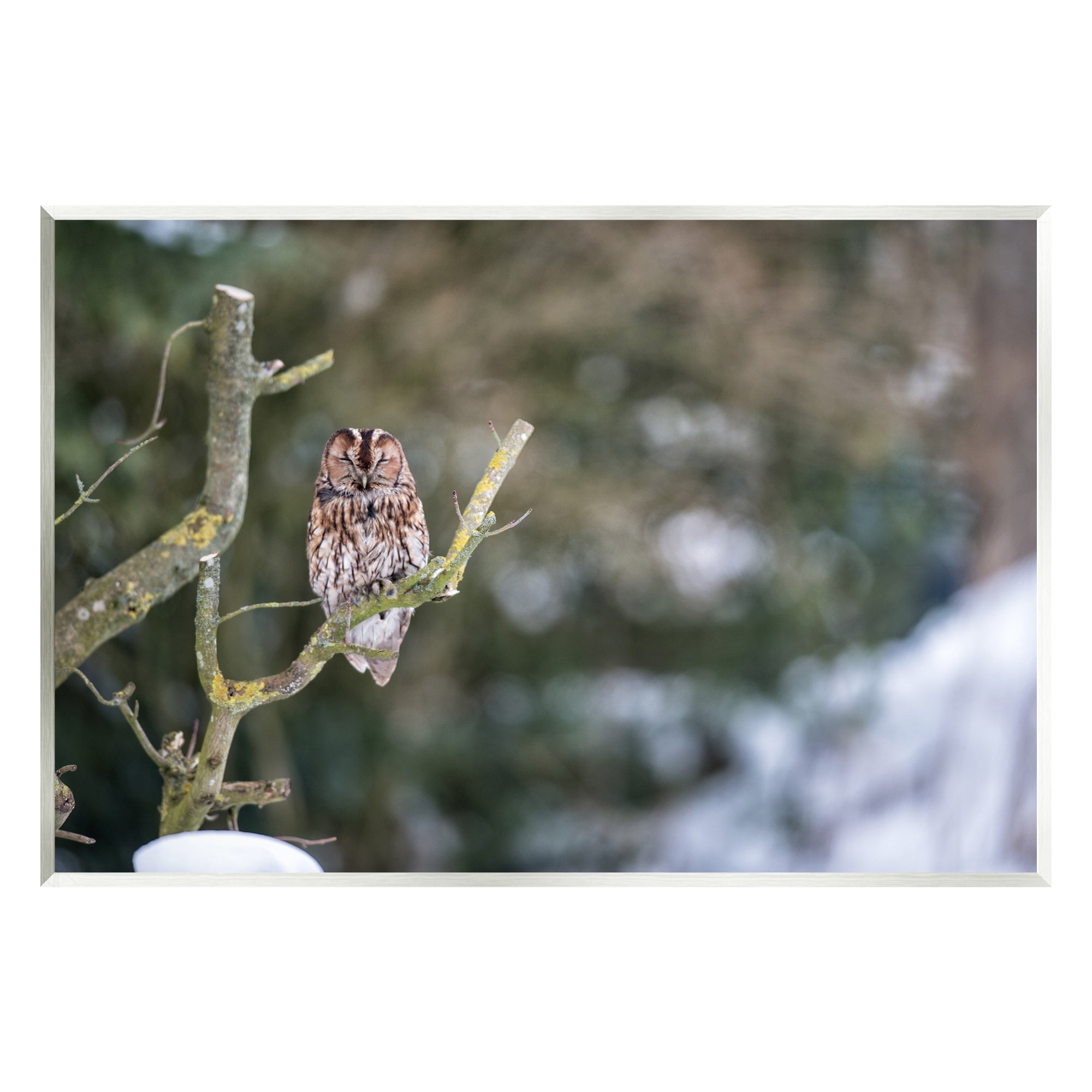 Stupell Industries Sleepy Owl Perched Snow Covered Nature Landscape Photograph Unframed Art Print Wall Art, Design by James Dobson