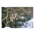 thumbnail image 1 of Stupell Industries Sleepy Owl Perched Snow Covered Nature Landscape Photograph Unframed Art Print Wall Art, Design by James Dobson, 1 of 5