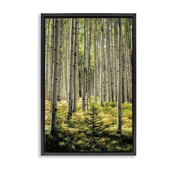Stupell Industries Small And Tall Birch Forest Black Framed Floater Canvas Wall Art design by D. Burt, 31 x 21