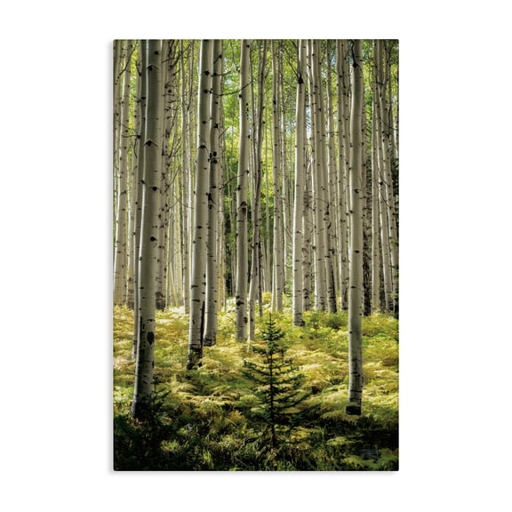 Stupell Industries Small And Tall Birch Forest Canvas Wall Art design by D. Burt, 45 x 30