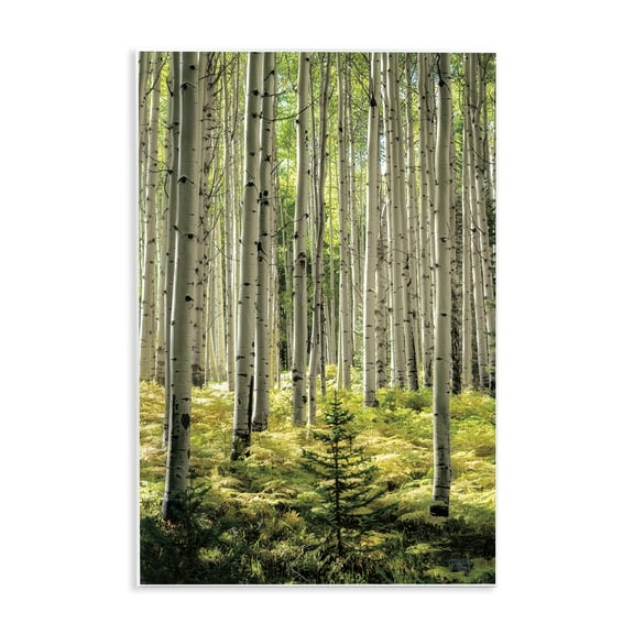 Stupell Industries Small And Tall Birch Forest Wall Plaque Art design by D. Burt, 15 x 10
