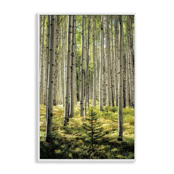 Stupell Industries Small And Tall Birch Forest White Framed Giclee Art design by D. Burt, 24 x 16