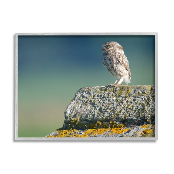 Stupell Industries Small Owl Gazing Thoughtfully Mossy Rock Scenery Photograph Gray Framed Art Print Wall Art, Design by James Dobson