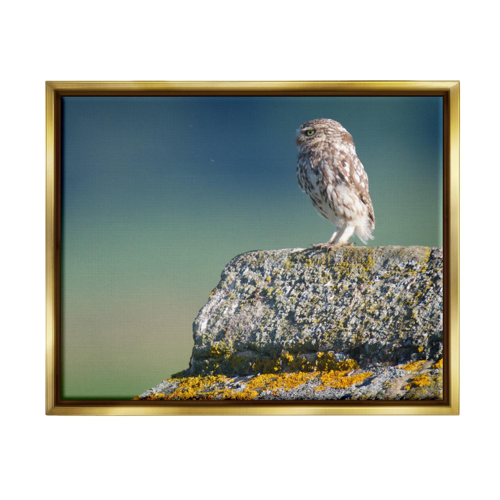 Stupell Industries Small Owl Gazing Thoughtfully Mossy Rock Scenery Photograph Metallic Gold Floating Framed Canvas Print Wall Art, Design by James Dobson