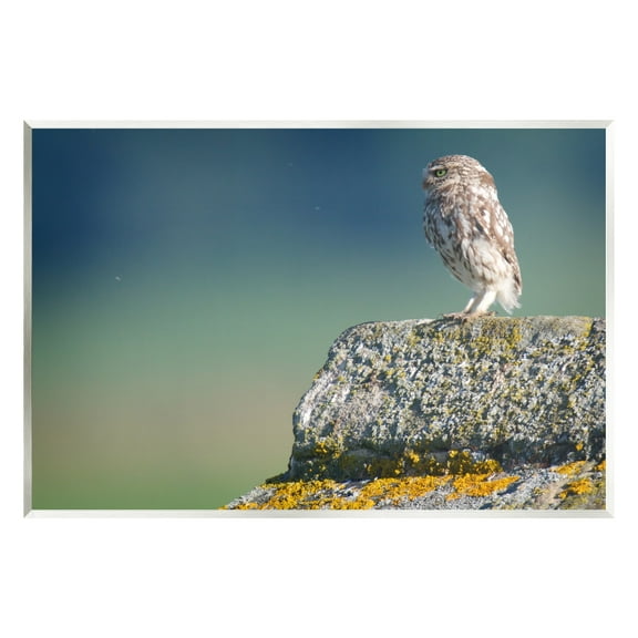 Stupell Industries Small Owl Gazing Thoughtfully Mossy Rock Scenery Photograph Unframed Art Print Wall Art, Design by James Dobson