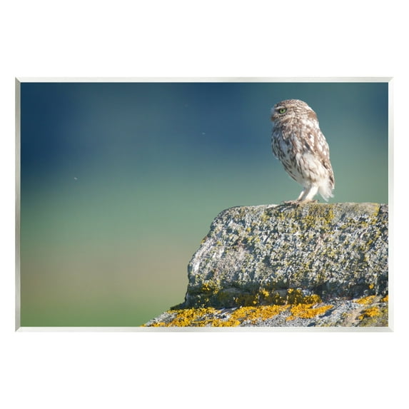 Stupell Industries Small Owl Gazing Thoughtfully Mossy Rock Scenery Photograph Unframed Art Print Wall Art, Design by James Dobson