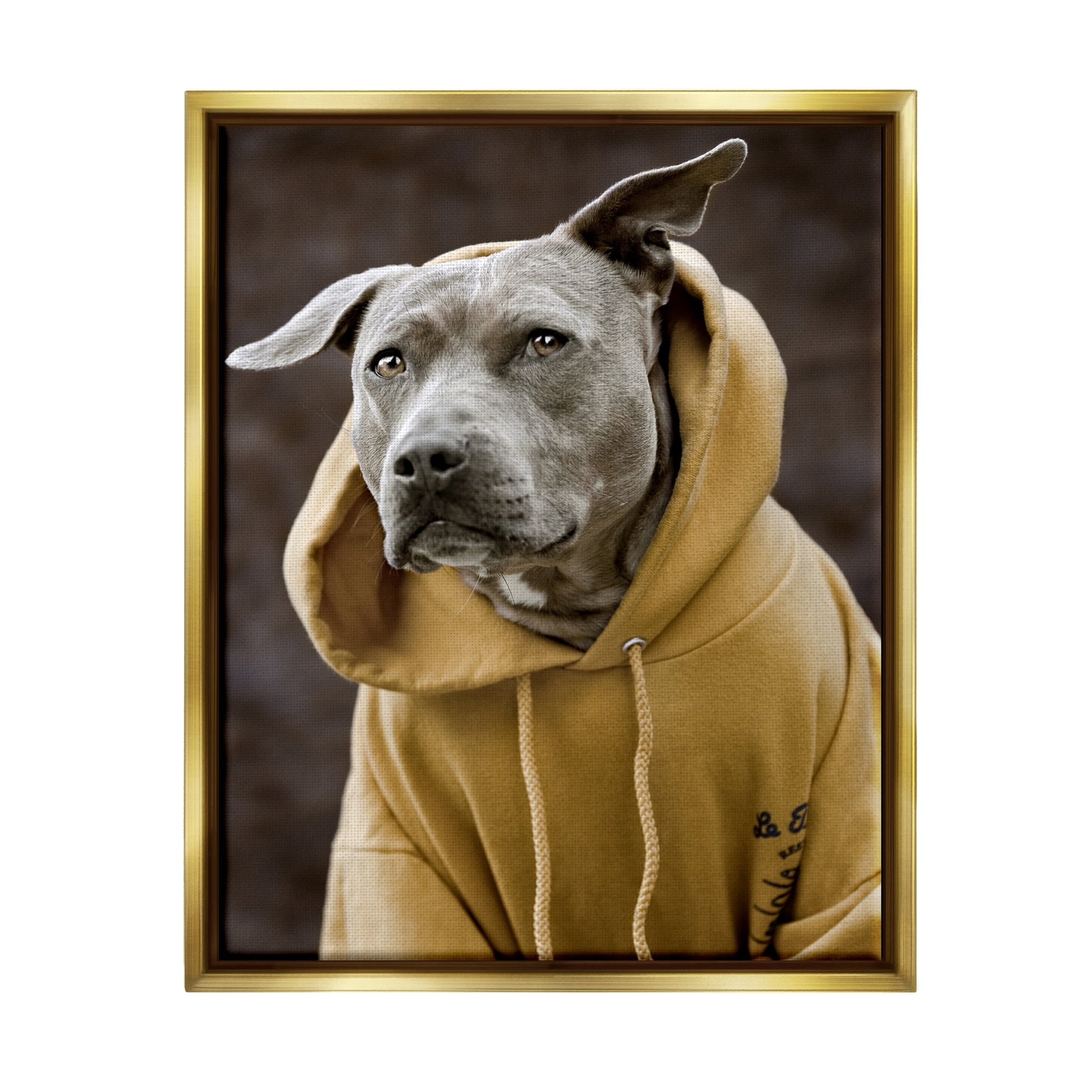 Stupell Industries Smiling Labrador Dog Wearing Hooded Yellow Sweatshirt Photograph Metallic Gold Floating Framed Canvas Print Wall Art, Design by Michael Brian