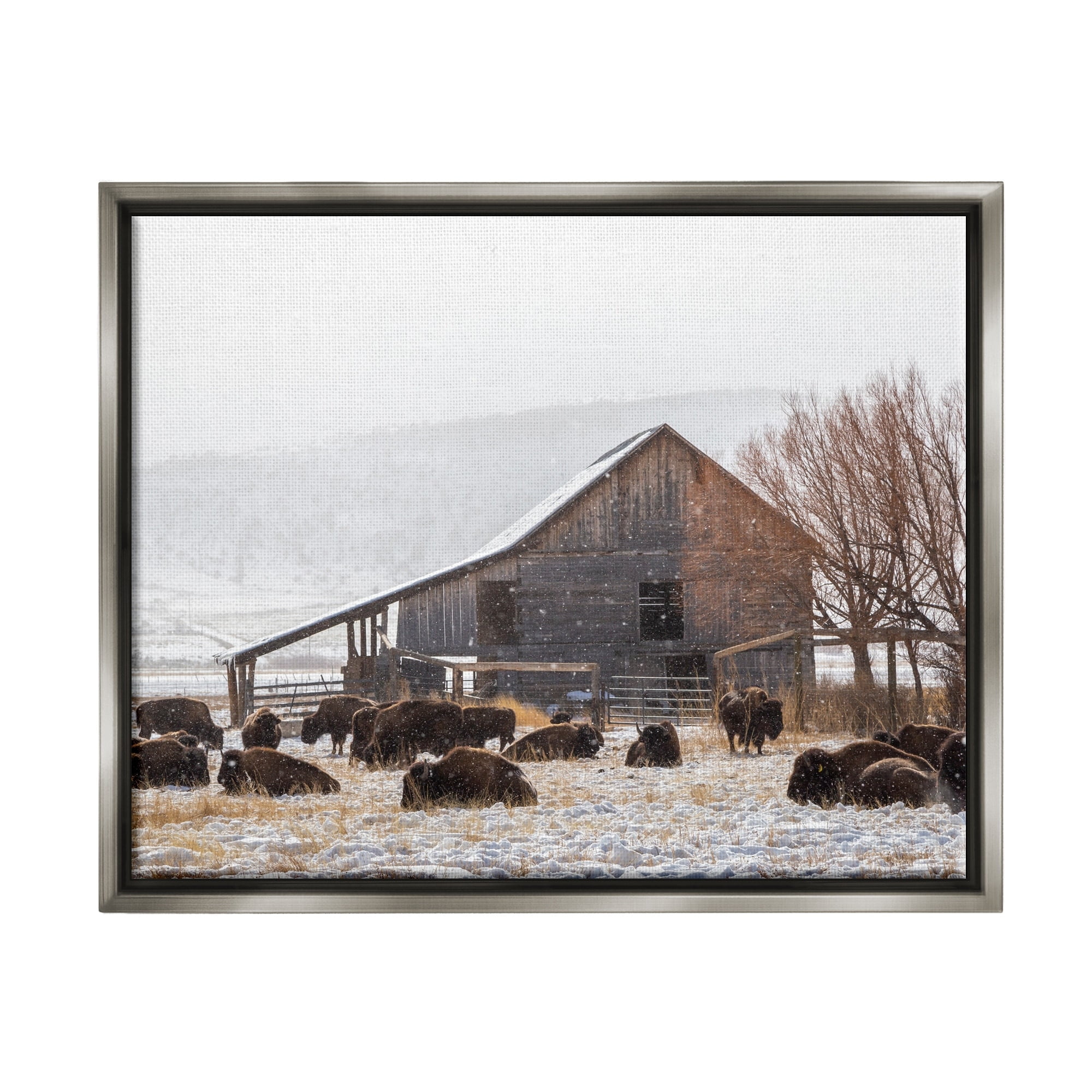 Stupell Industries Snow Dusted Barn Buffalo Bison Rural Farm Photograph Luster Gray Floating Framed Canvas Print Wall Art, Design by Jeff Poe Photography