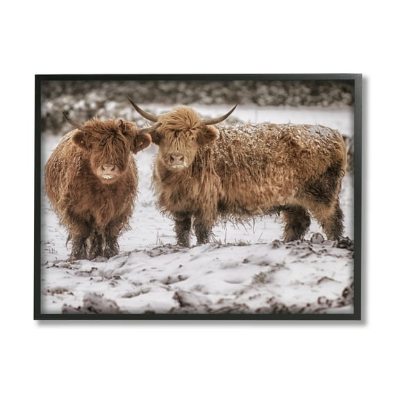 Stupell Industries Snow Dusted Highland Cattle Niveous Nature Landscape Photograph Black Framed Art Print Wall Art, Design by James Dobson