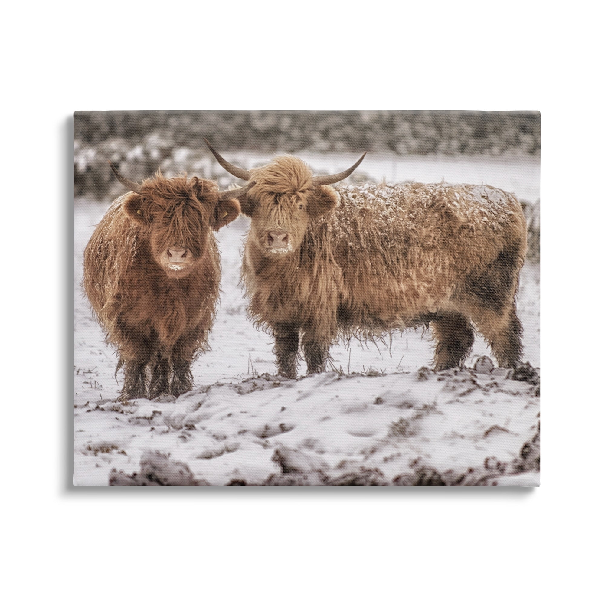 Stupell Industries Snow Dusted Highland Cattle Niveous Nature Landscape Photograph Gallery Wrapped Canvas Print Wall Art, Design by James Dobson