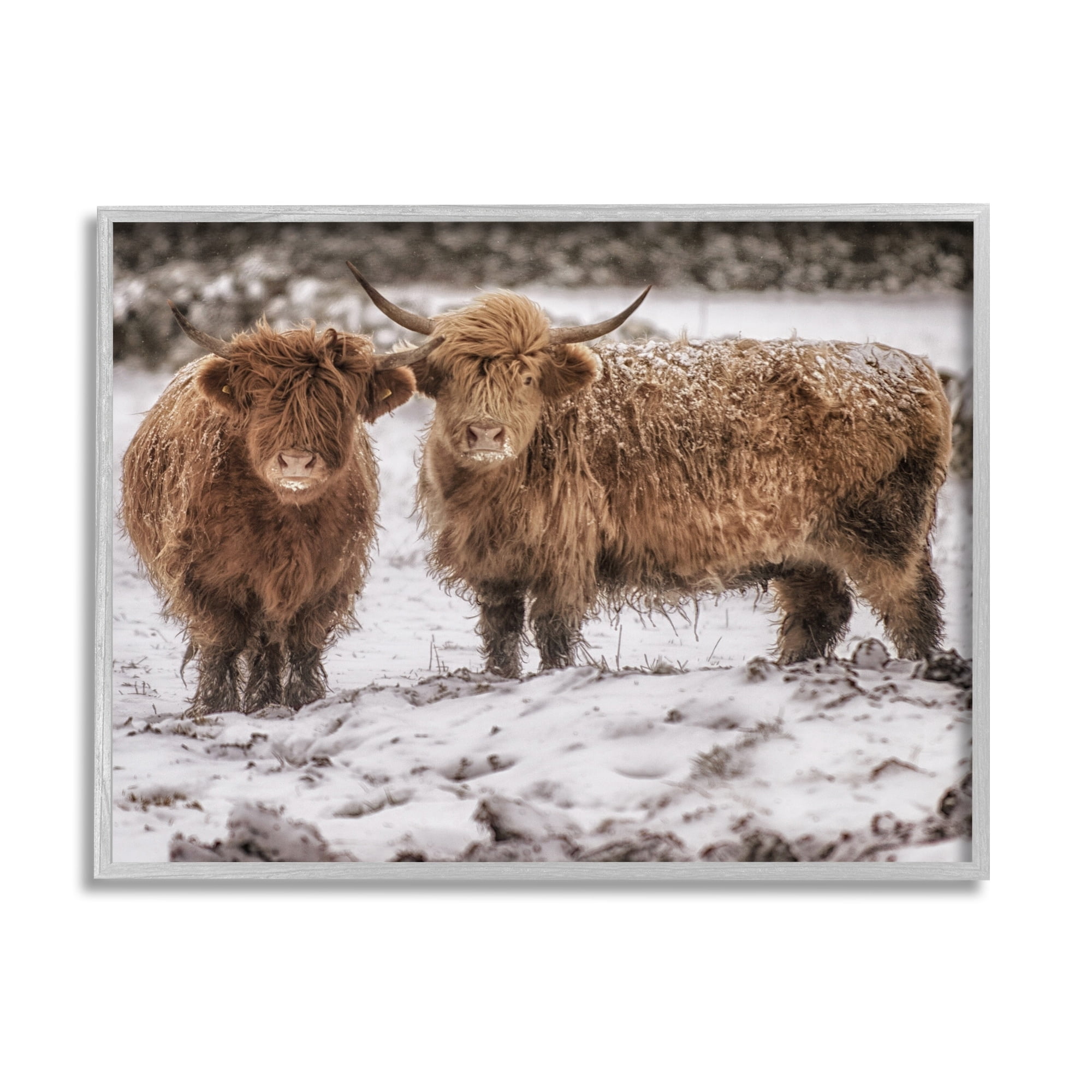 Stupell Industries Snow Dusted Highland Cattle Niveous Nature Landscape Photograph Gray Framed Art Print Wall Art, Design by James Dobson