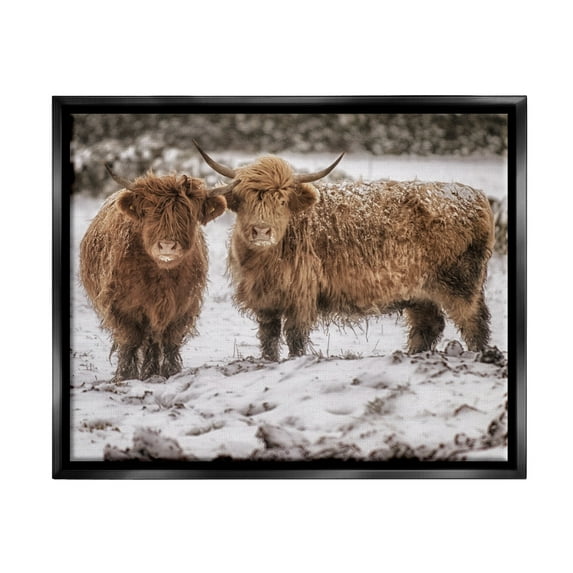 Stupell Industries Snow Dusted Highland Cattle Niveous Nature Landscape Photograph Jet Black Floating Framed Canvas Print Wall Art, Design by James Dobson