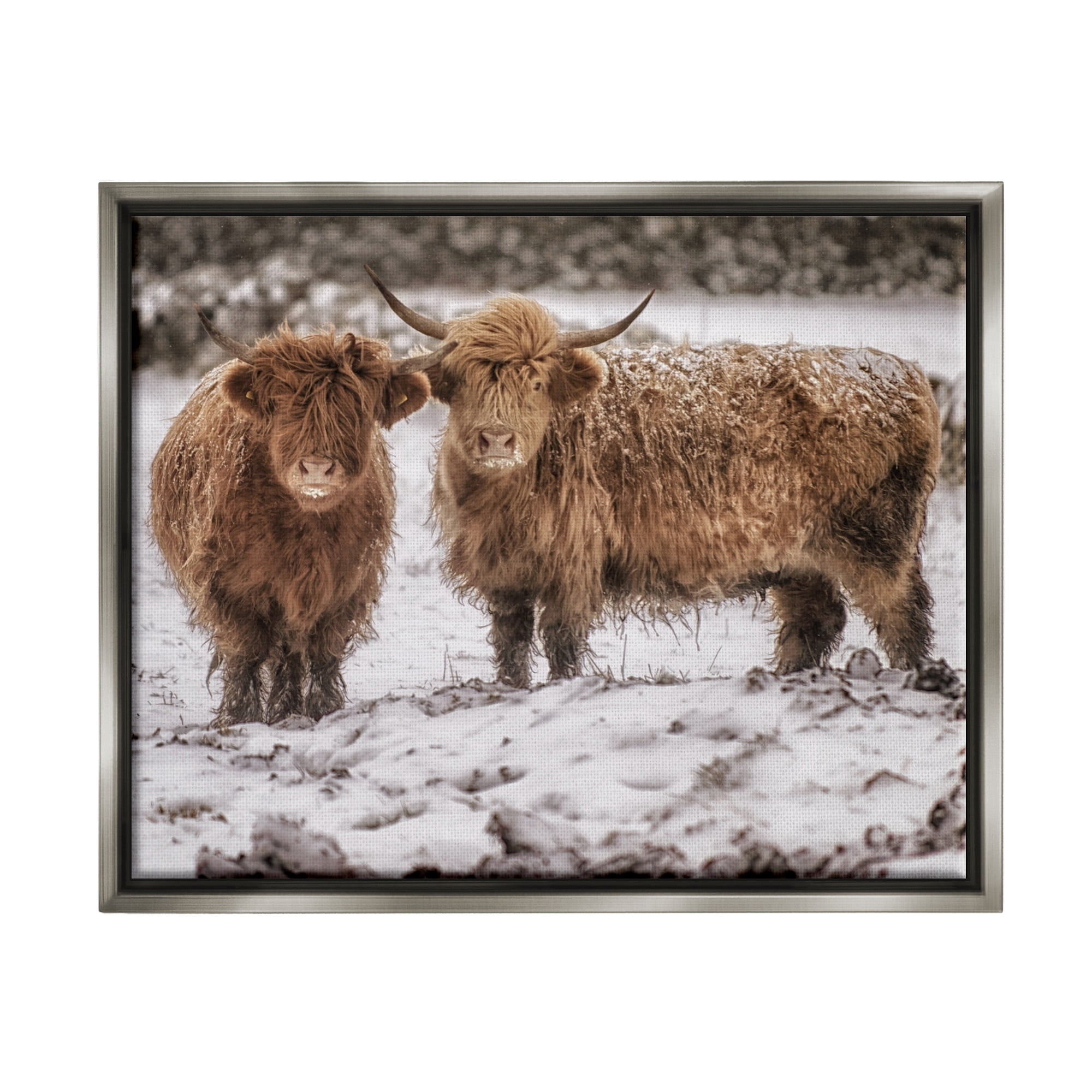 Stupell Industries Snow Dusted Highland Cattle Niveous Nature Landscape Photograph Luster Gray Floating Framed Canvas Print Wall Art, Design by James Dobson