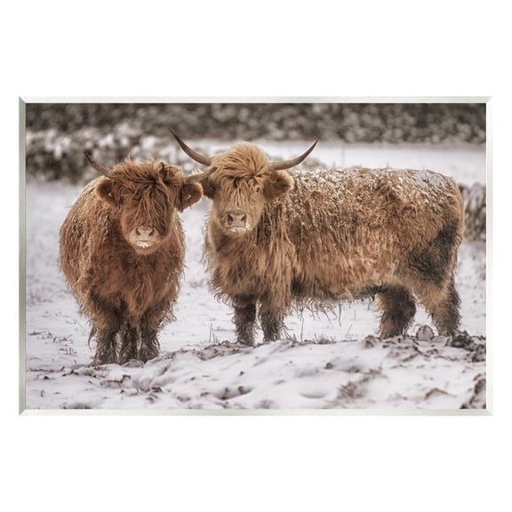 Stupell Industries Snow Dusted Highland Cattle Niveous Nature Landscape Photograph Unframed Art Print Wall Art, Design by James Dobson