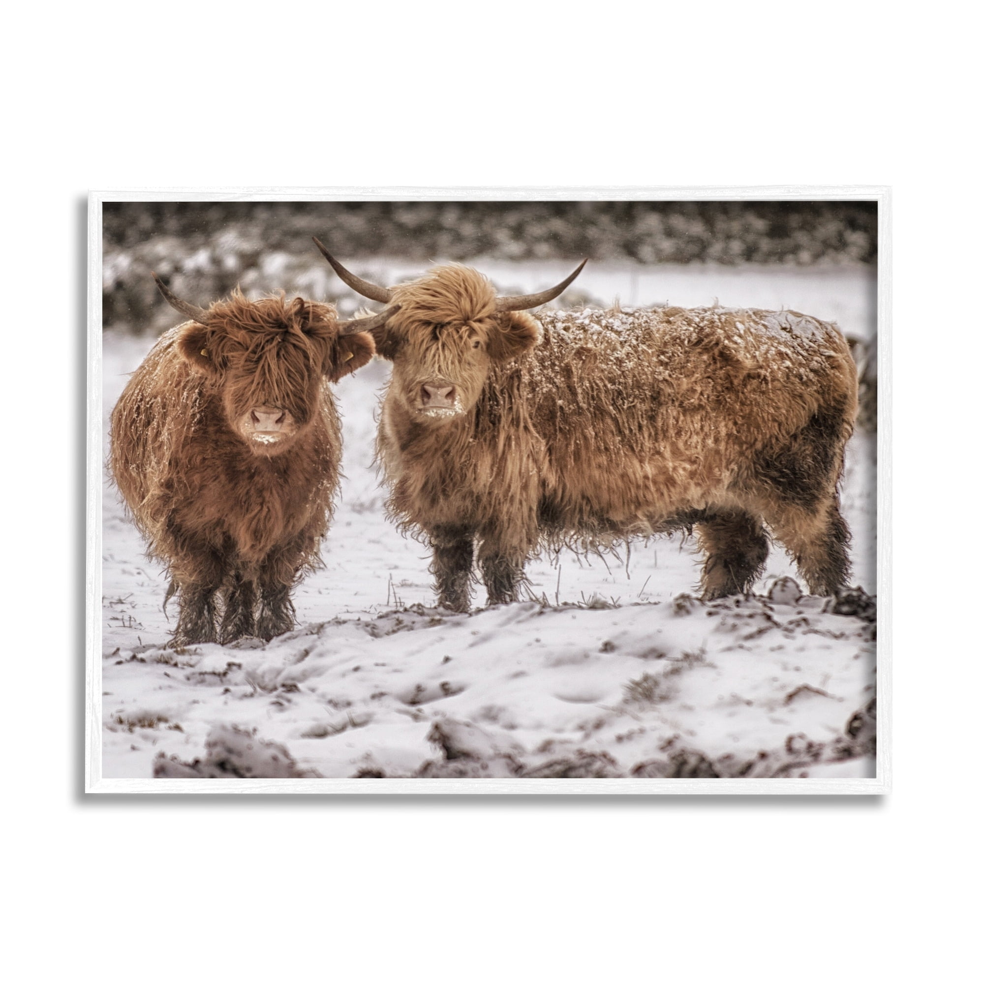 Stupell Industries Snow Dusted Highland Cattle Niveous Nature Landscape Photograph White Framed Art Print Wall Art, Design by James Dobson
