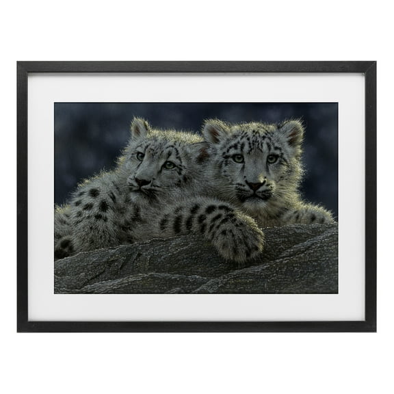 Stupell Industries Snow Leopard Cuddle Black Framed Print Under Glass design by Collin Bogle, 17 x 23