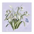 thumbnail image 1 of Stupell Industries Traditional Snowdrops with Vintage Writings Canvas Art, 36 x 36, by Susan Winget, 1 of 8